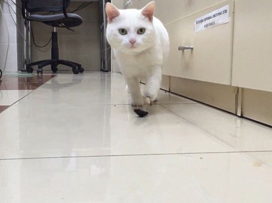 Новосибирские ветеринары первыми в Российской Федерации вживили коту титановый протез лапы