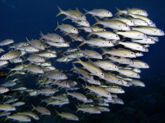 Все рыбы в гости будут к нам